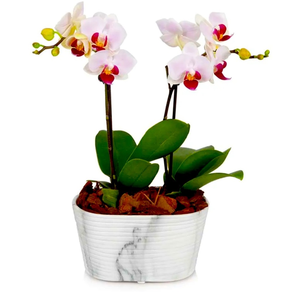 Meet your Posher, Tia